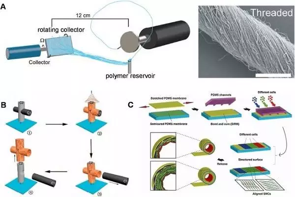 天津大学仰大勇团队综述:生物功能电纺纳米材料——从拓扑结构设计到生物应用的图10